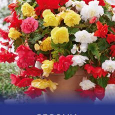 8718641997505 1 Begonia Pendula Mixed.jpg